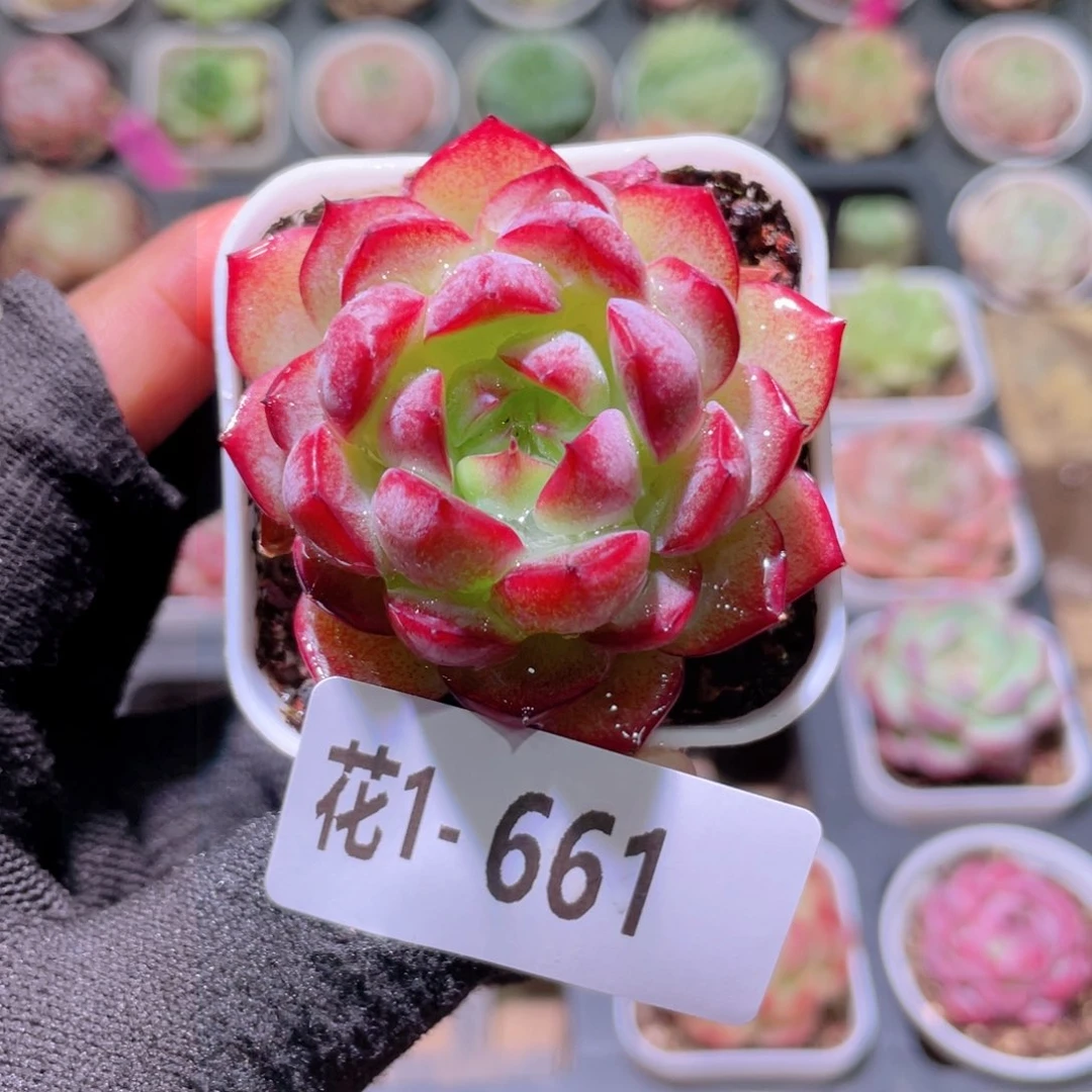 花利美1-661女王玫瑰