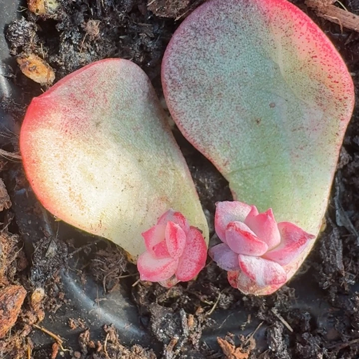 三文鱼花脸一物一拍267