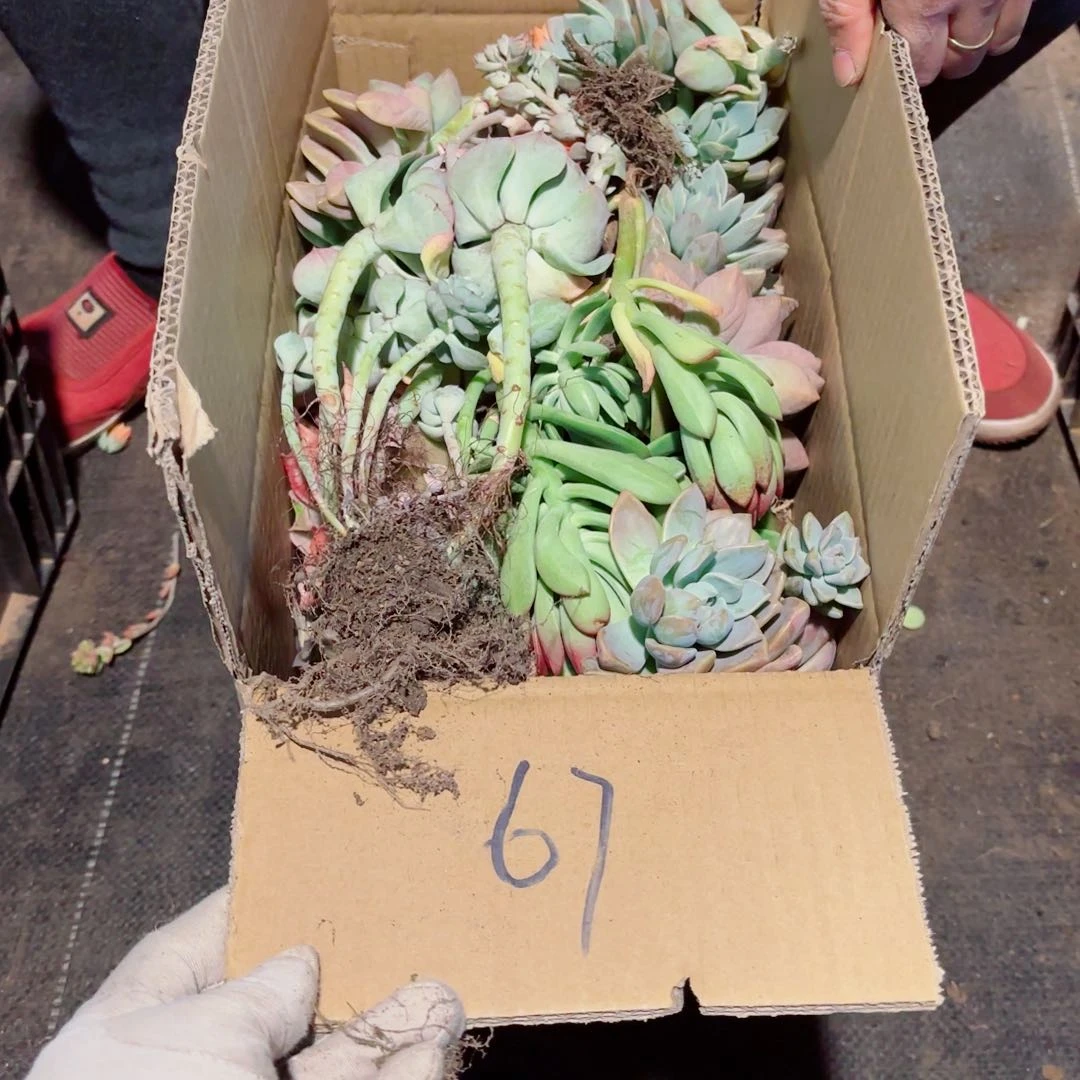 旁*杂花不售后67。