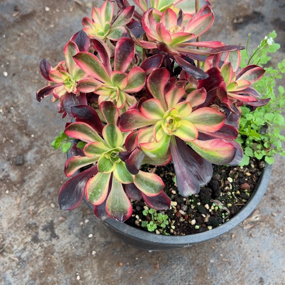 153红魔女多肉多肉多肉