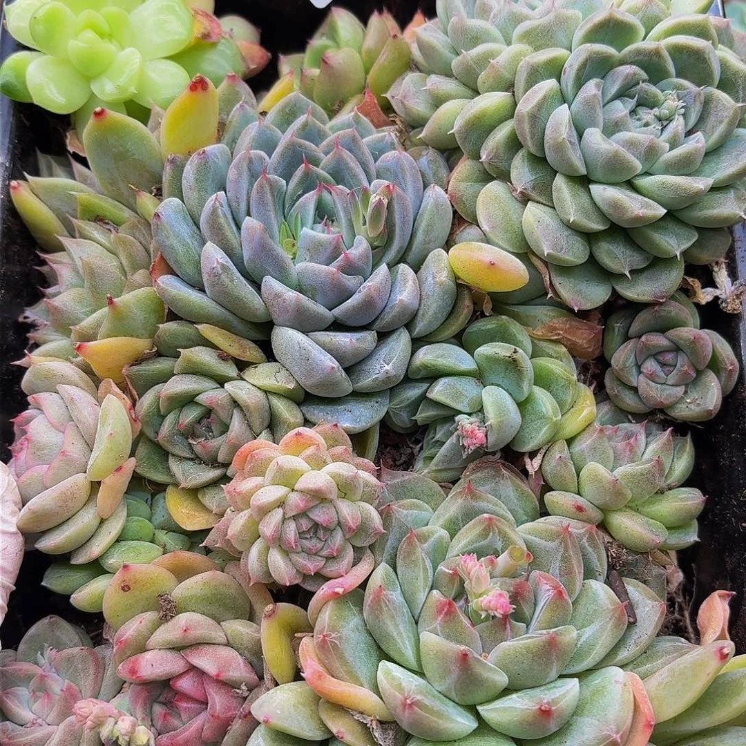 多肉植物多肉植物52