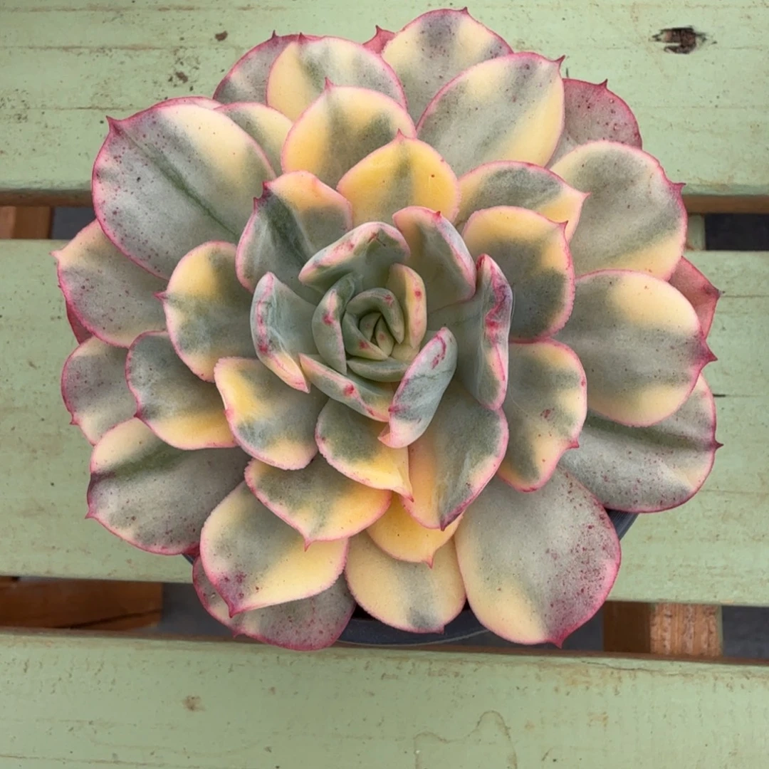 高***数般若锦锦上园艺一物一拍