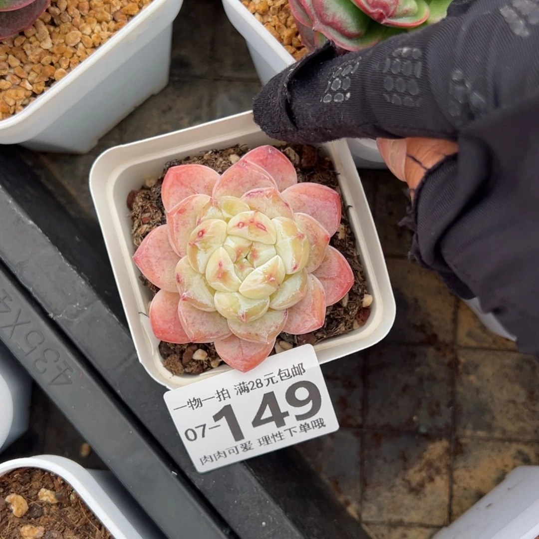 和****年雪厚多肉多肉多肉多肉