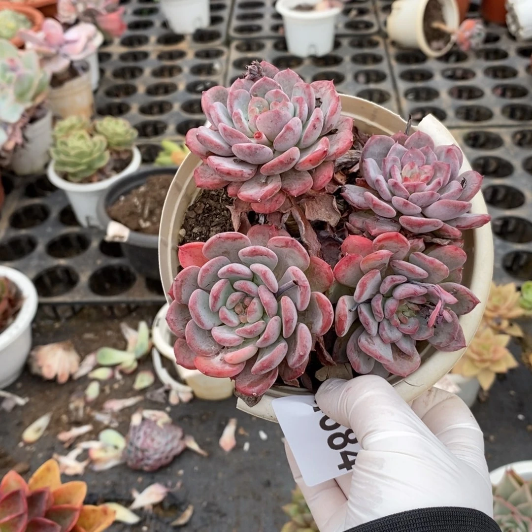 4684玛瑙老桩一物一拍