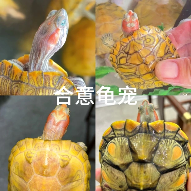 直播选龟链接，一龟一价