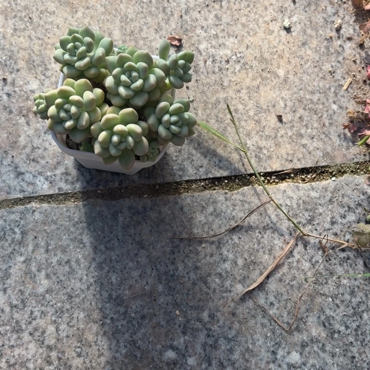 林****多肉植物泡泡糖多肉