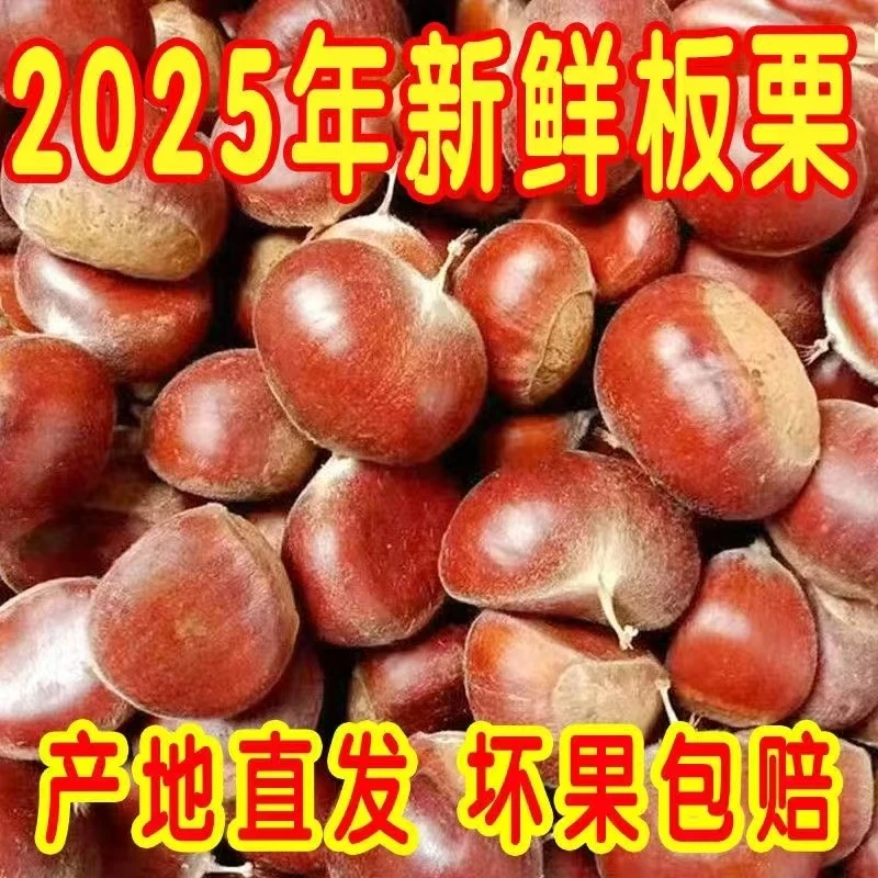 2025高山老树现摘精品生板栗香甜粉糯颗颗饱满