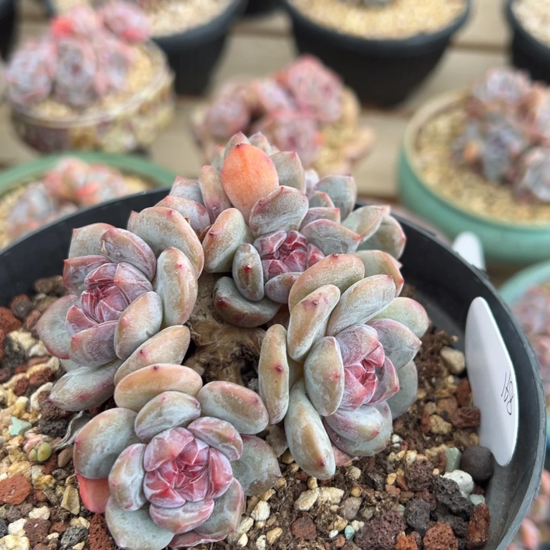 五头包脸紫心缀红