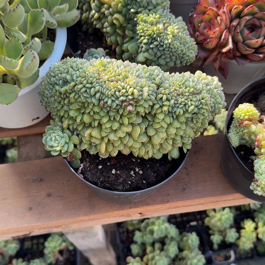 白胖子缀化多肉植物精品