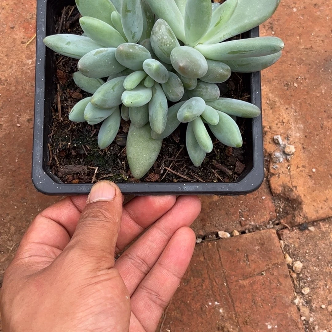 白兰地多肉植物342