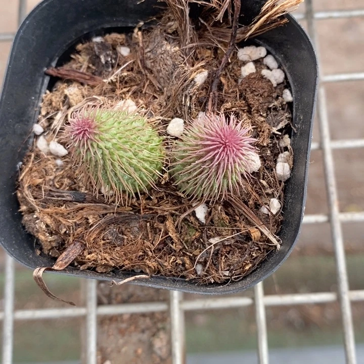 伯克利和格蕾纳等著名