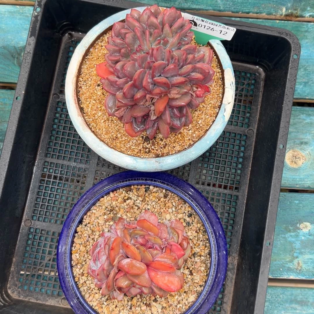 多肉一物一拍0126-12