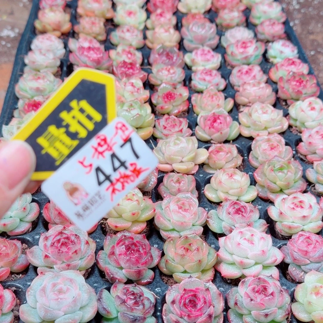 多肉植物多肉植物