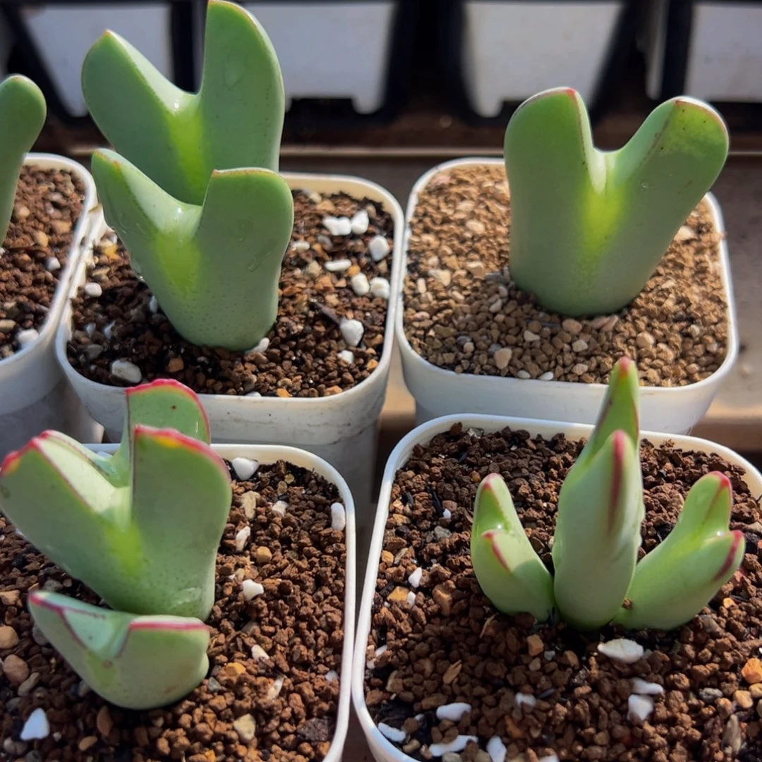 752多肉植物种类多样