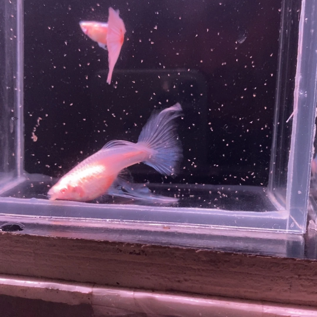 孔雀鱼蓝白精品一对