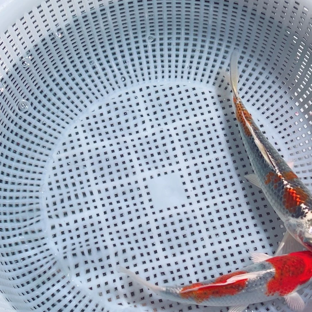 锦鲤锦鲤观赏鱼1111