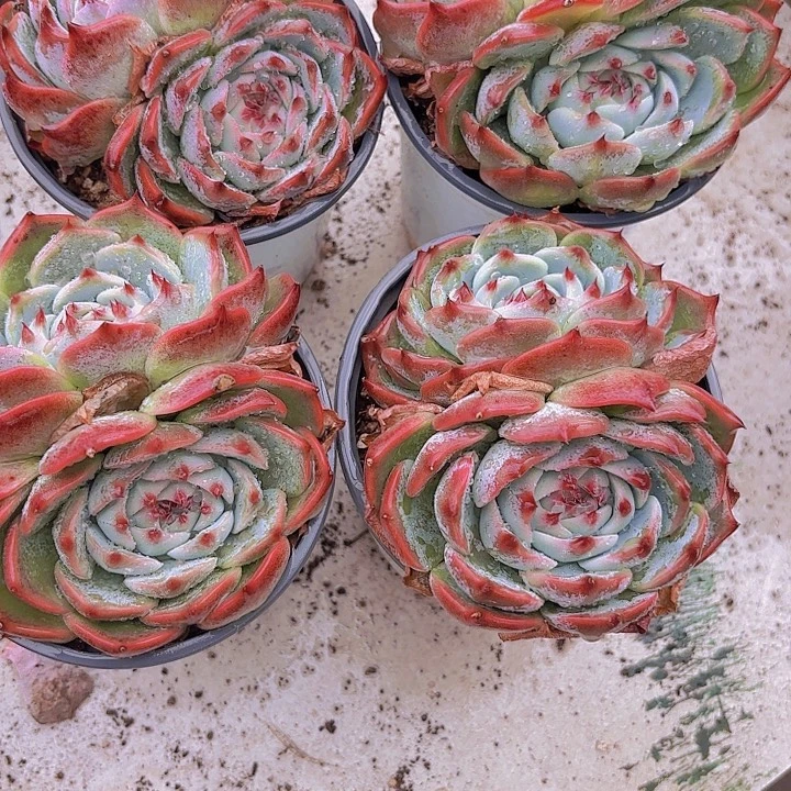 12公分盆双头吉娃娃1盆