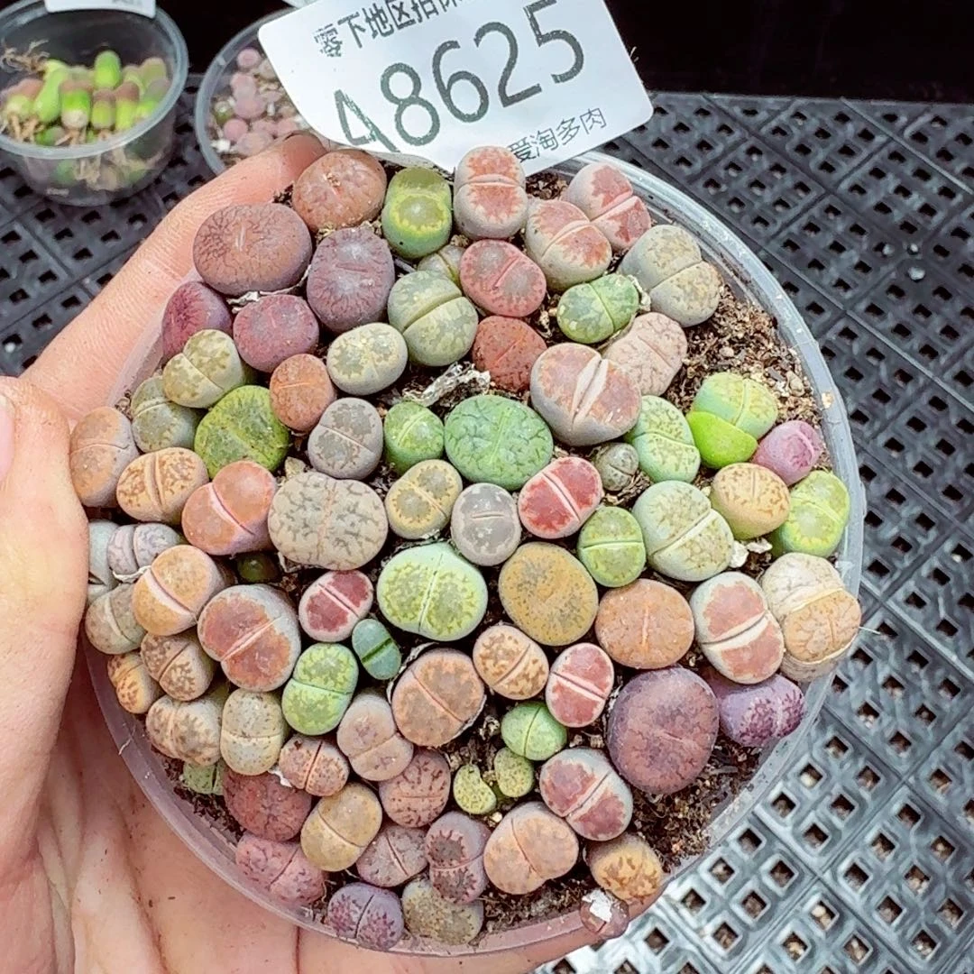 8625––零下地区需拍保温箱