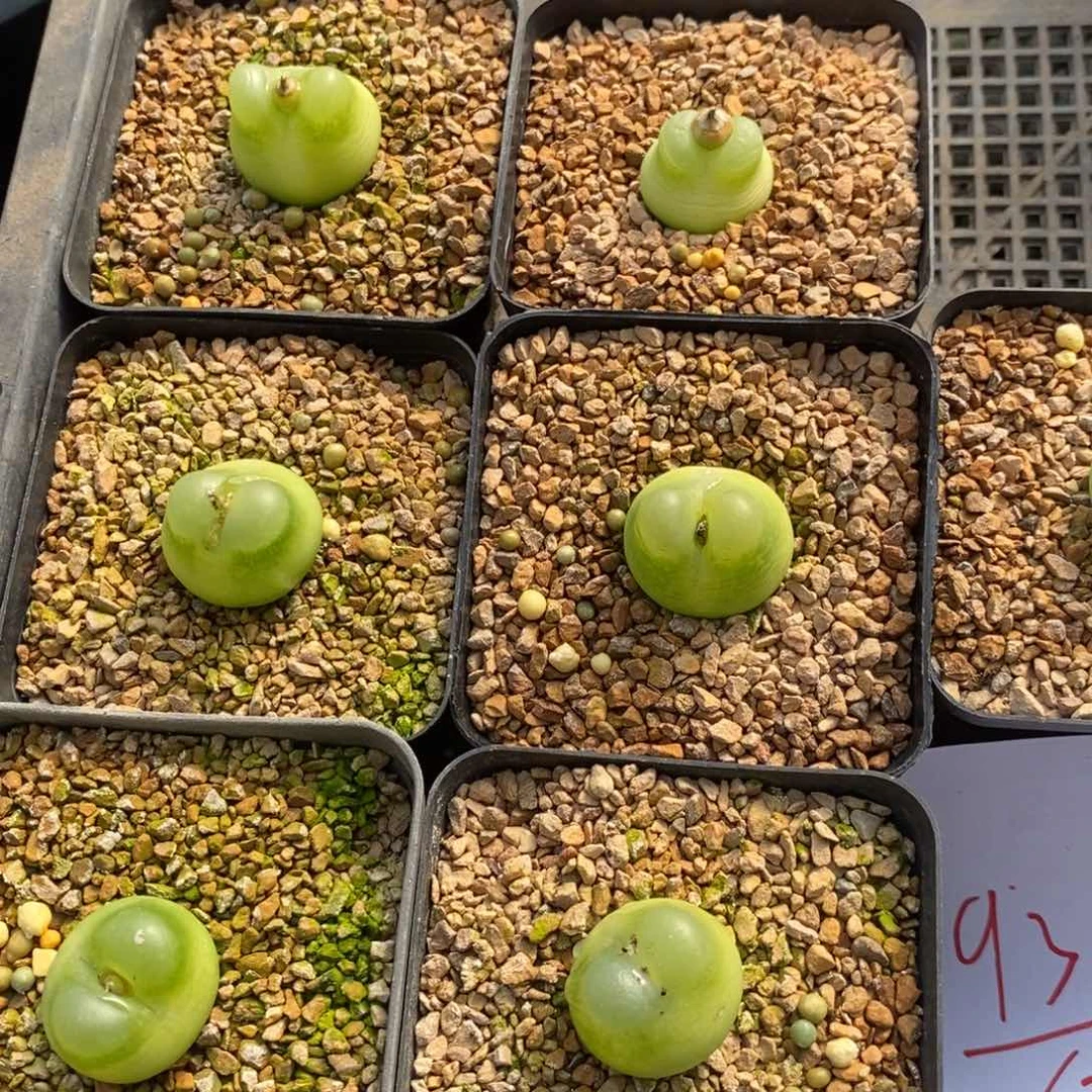 931一组一组一组