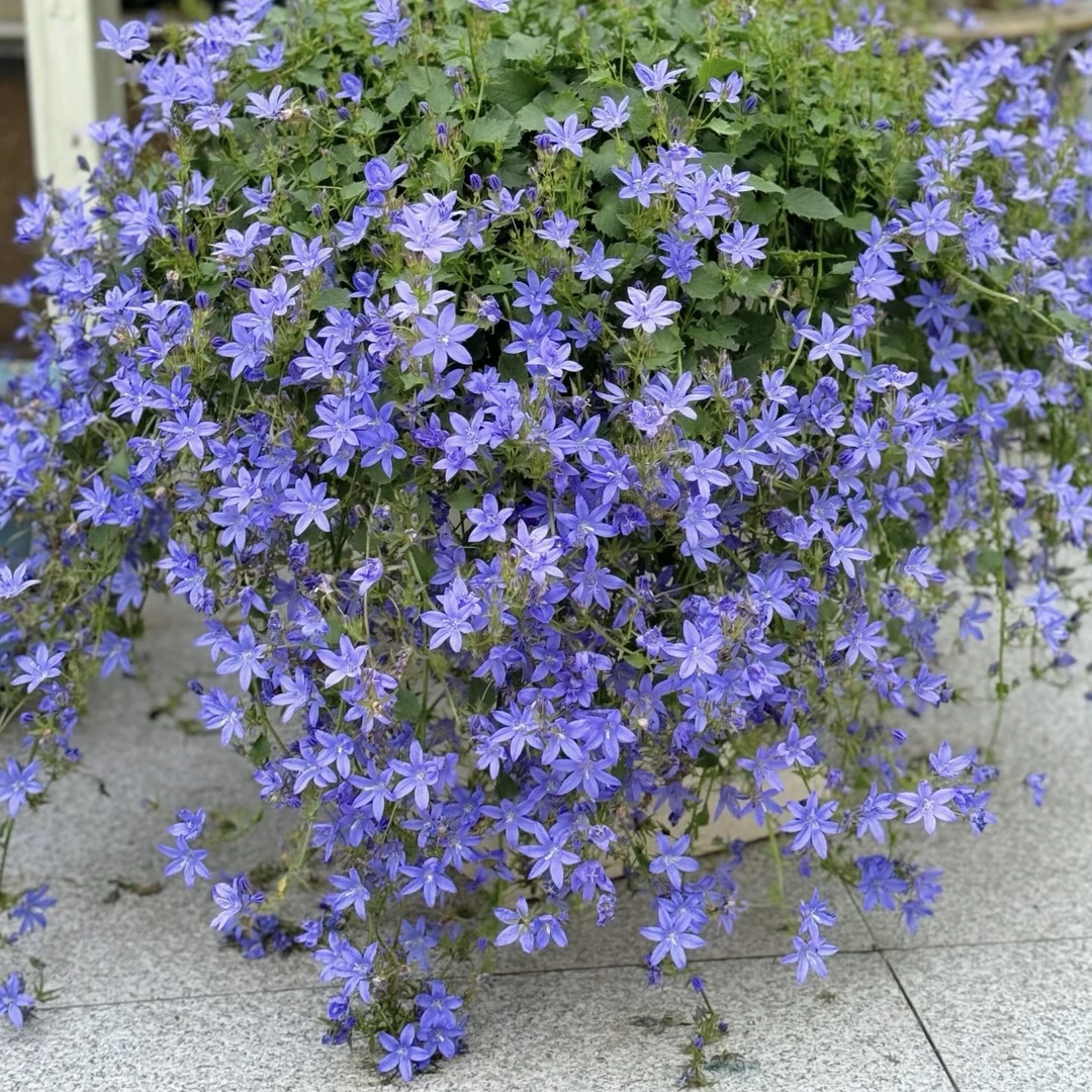 蓝色丹麦风铃草长势旺盛爆花机器室内室外新手易养护