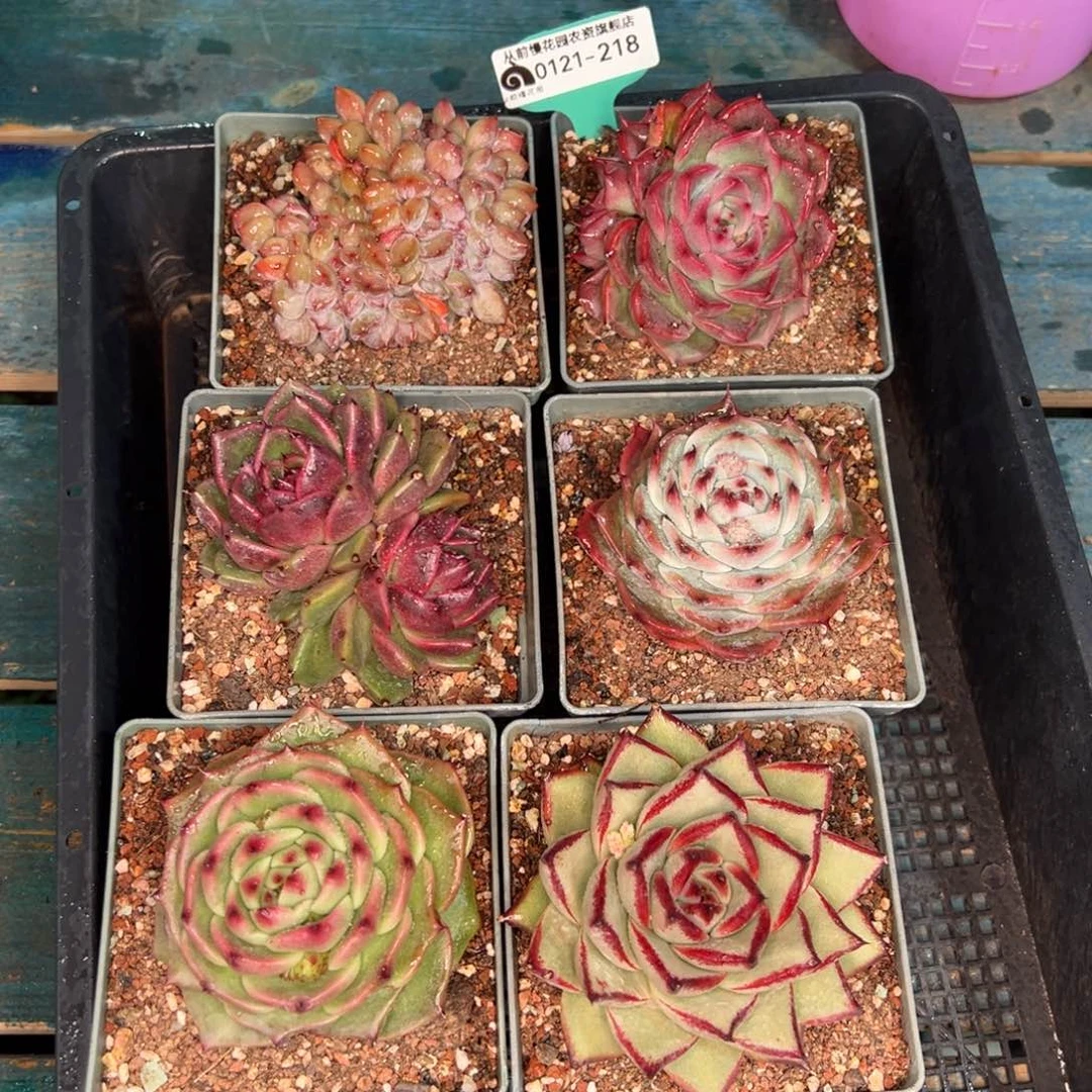 从前慢多肉精选编号0121.218