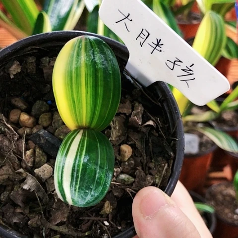 【闪购商品】子*直播间