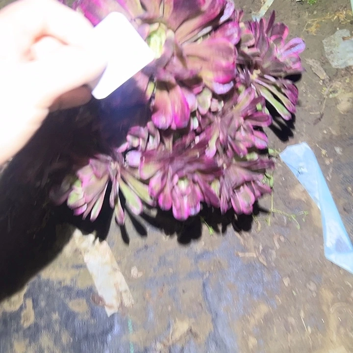 法师链接一物一拍59
