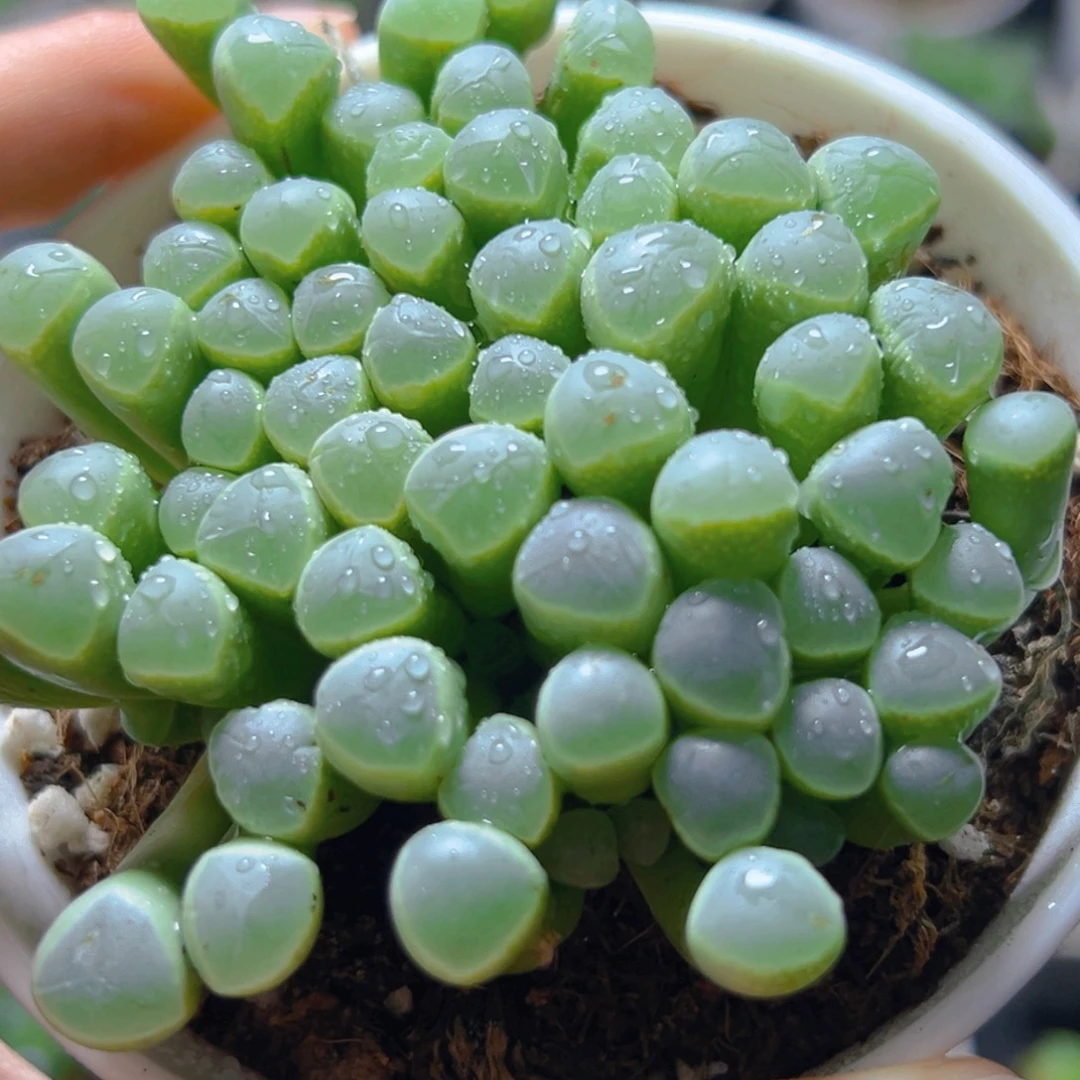 五十玲玉玉露多肉多肉