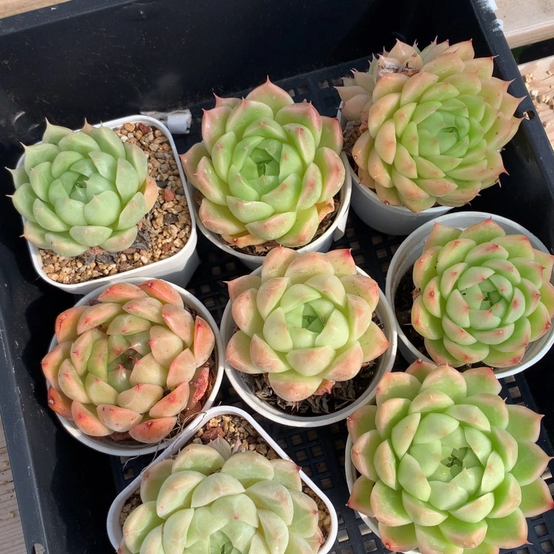 0924-003 框拍8颗 带盆土