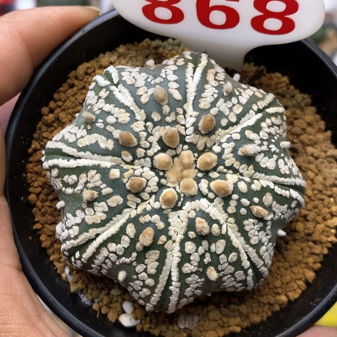 868流水福利特价咯