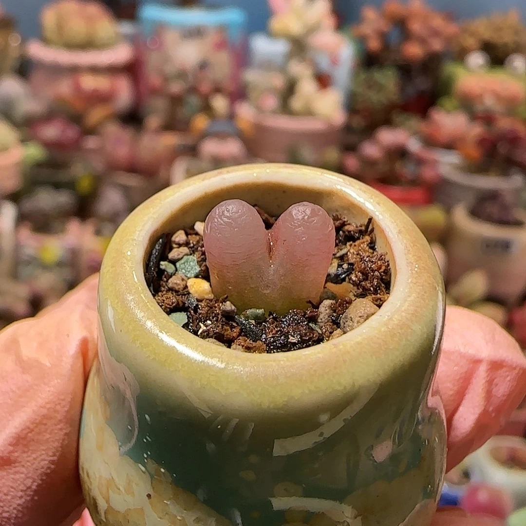 T可爱mini小蟠桃盆口1cm