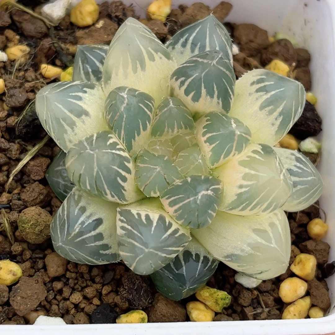 53糊斑龙爪玉露锦福利专场