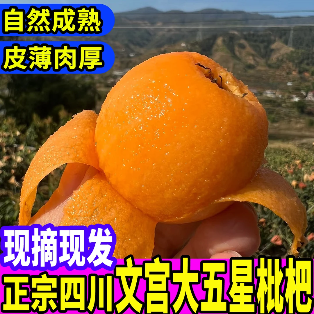 现摘现发【圆通快递】四川文宫大五星枇杷现摘新鲜枇杷产地溯源
