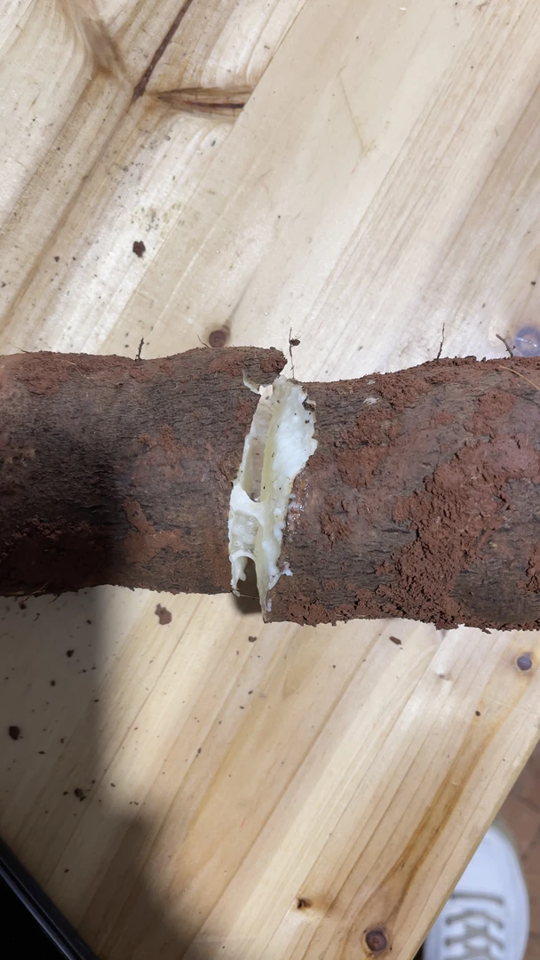 云南文山德厚红土灵芝山药软糯香甜口感好皮薄蒸煮炒油炸