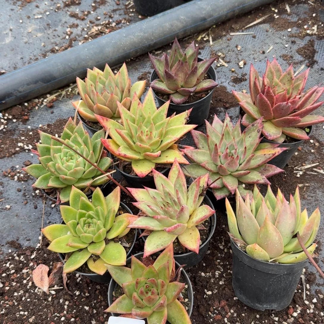 8-7东云十棵量拍发货