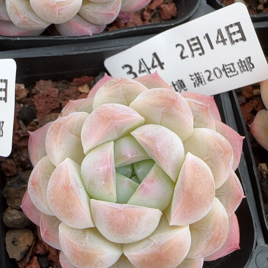 花语逸镜0214-344