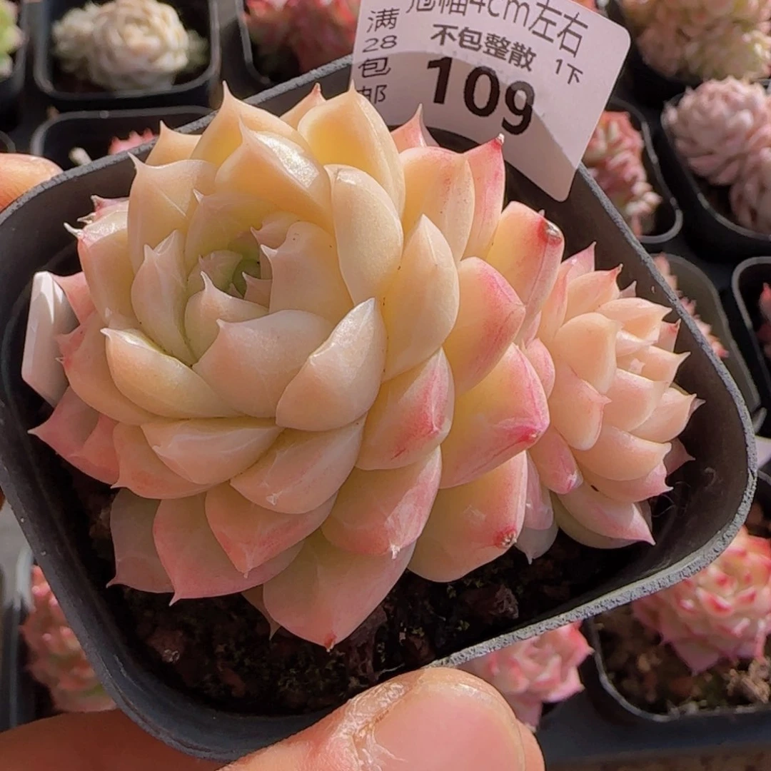 全场满28包邮女王一颗