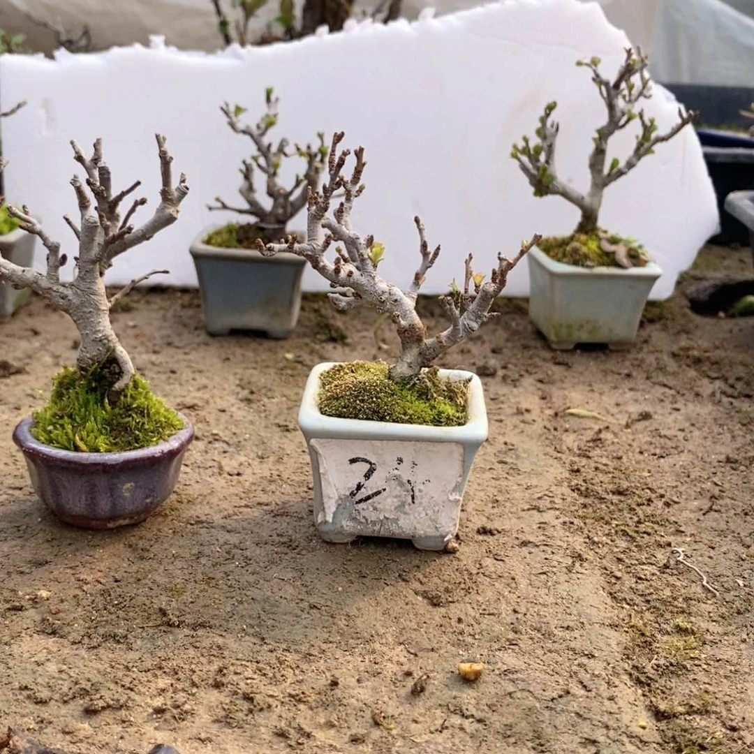 【闪购商品】长寿梅盆景长寿梅盆景