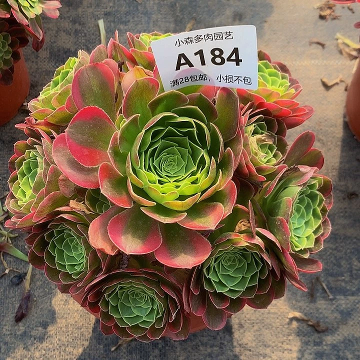 184奶白多肉88888888