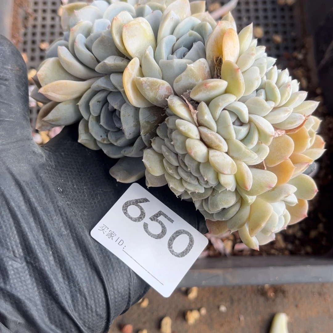 用***7650号新疆西藏内蒙古不包邮的