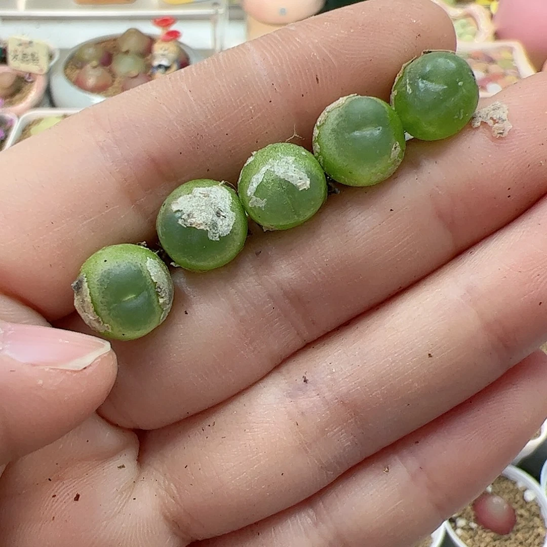 【闪购商品】337 紫皮拉登*5