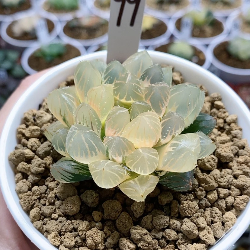 【闪购商品】99糊斑田黄玉露锦