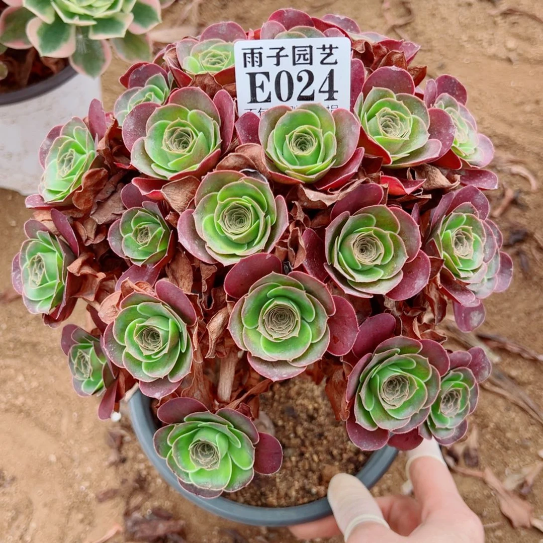 024魅金玫瑰尺寸20左右
