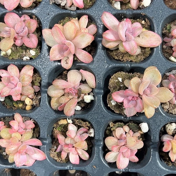 石化彩虹糖 满10颗包邮