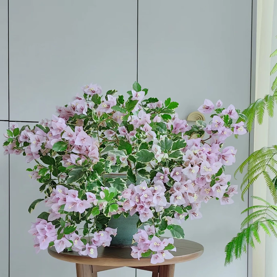 冰淇淋品种三角梅壮苗好养易开花花卉基地不带花