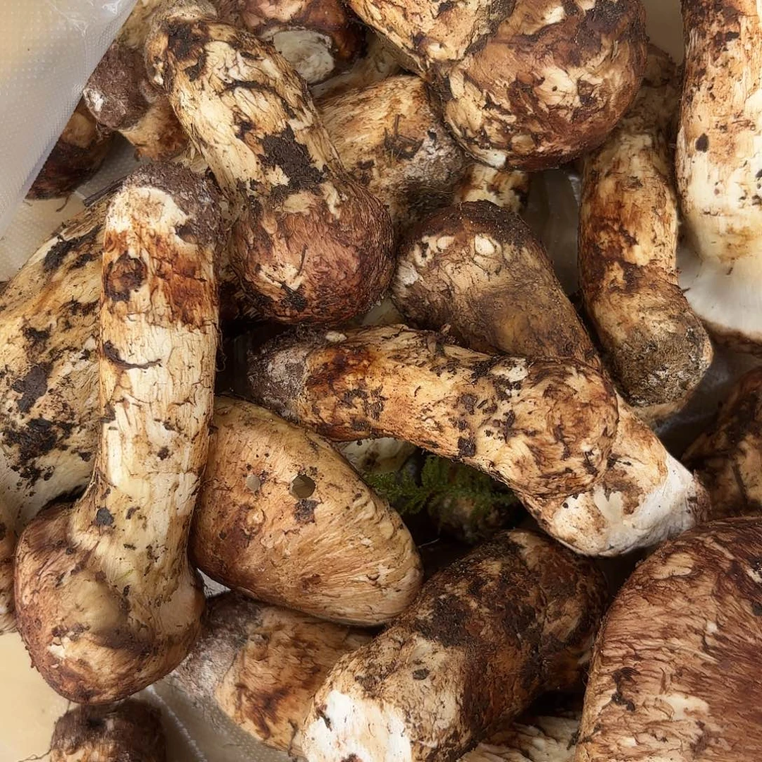 w***h云南南华野生菌中国大陆