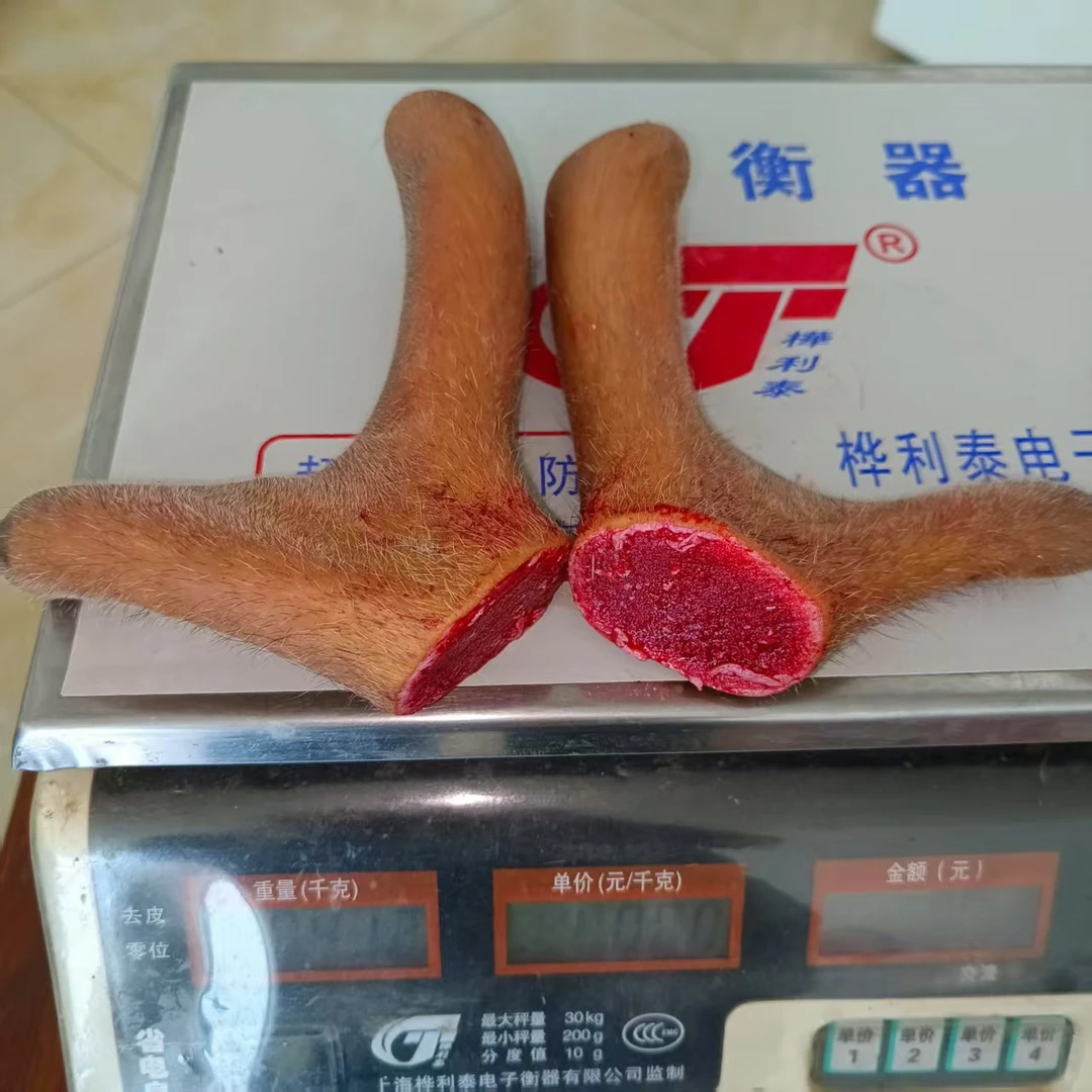 东北梅花鹿毛桃二杠茸