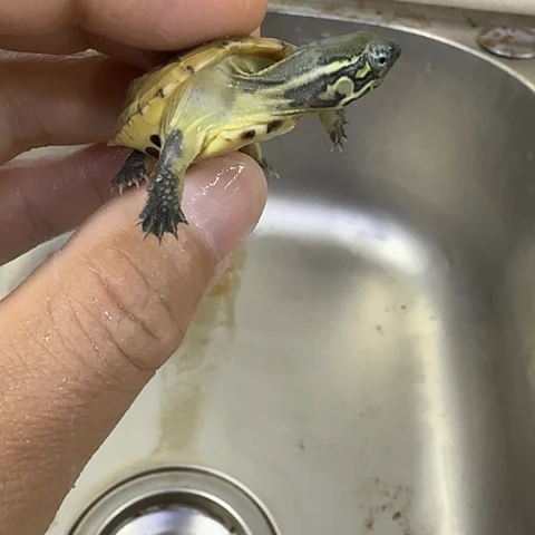 绿毛龟母这就是所谓不