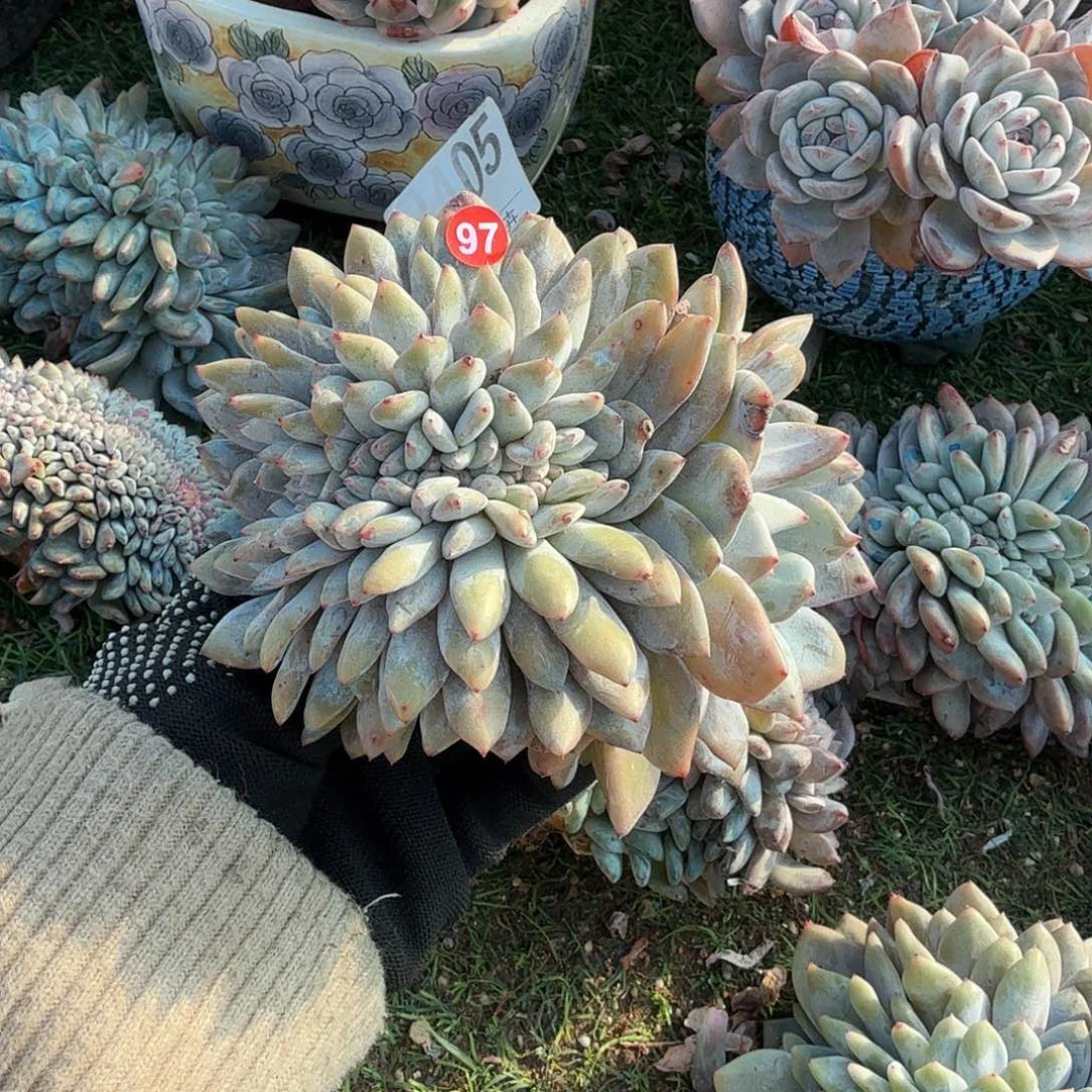 星影缀化星影缀化