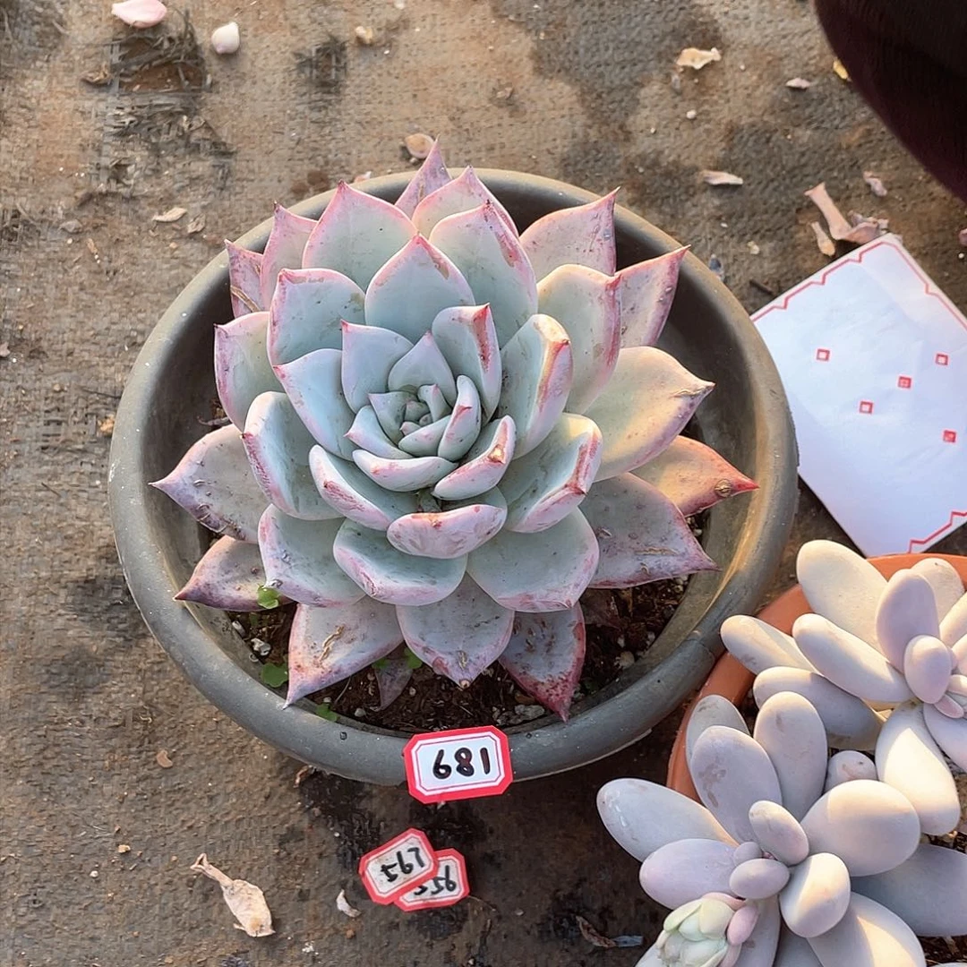 681黑卡一物一拍多肉